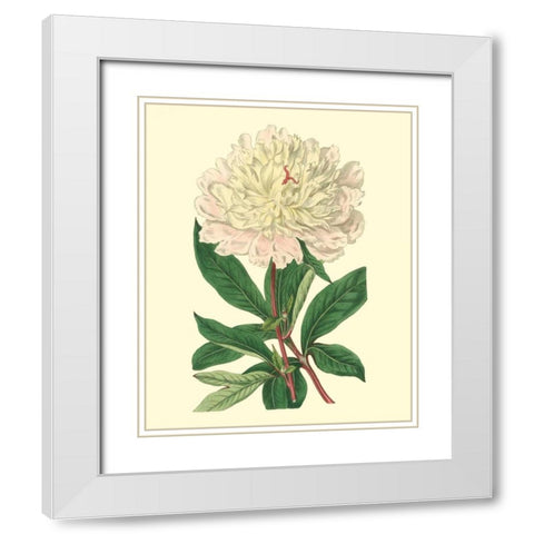 Chinese Peony White Modern Wood Framed Art Print with Double Matting by Edwards