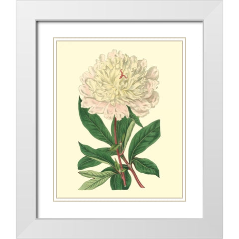 Chinese Peony White Modern Wood Framed Art Print with Double Matting by Edwards