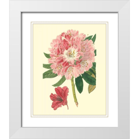 Pink Rhododendron White Modern Wood Framed Art Print with Double Matting by Edwards