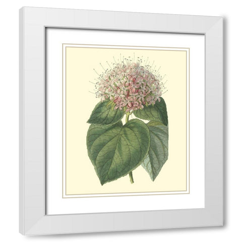 Fragrant Clerodendron White Modern Wood Framed Art Print with Double Matting by Edwards, Sydenham