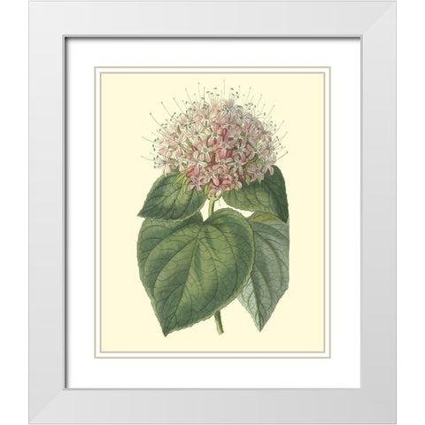 Fragrant Clerodendron White Modern Wood Framed Art Print with Double Matting by Edwards, Sydenham