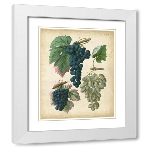 Calwer Grapes I White Modern Wood Framed Art Print with Double Matting by Calwer