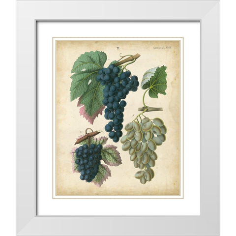 Calwer Grapes I White Modern Wood Framed Art Print with Double Matting by Calwer