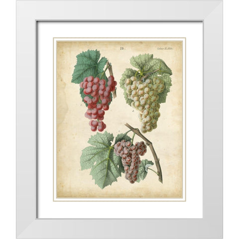 Calwer Grapes II White Modern Wood Framed Art Print with Double Matting by Calwer