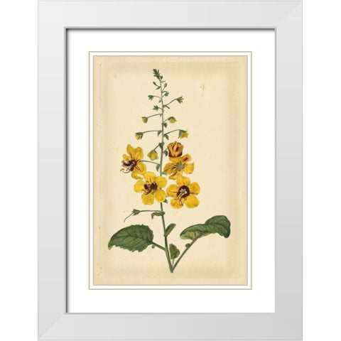 Floral Varieties I White Modern Wood Framed Art Print with Double Matting by Curtis