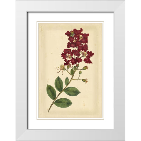 Floral Varieties II White Modern Wood Framed Art Print with Double Matting by Curtis