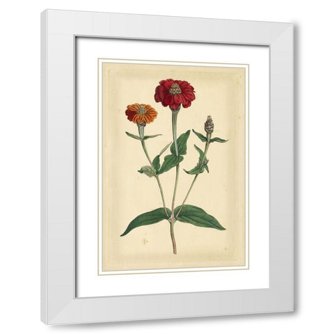 Floral Varieties III White Modern Wood Framed Art Print with Double Matting by Curtis