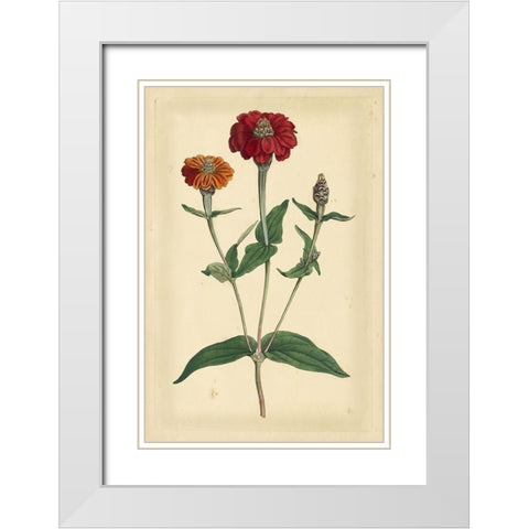Floral Varieties III White Modern Wood Framed Art Print with Double Matting by Curtis