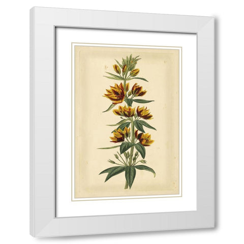 Floral Varieties IV White Modern Wood Framed Art Print with Double Matting by Curtis