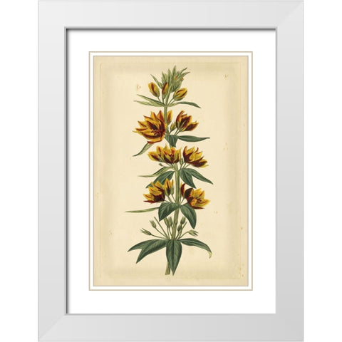 Floral Varieties IV White Modern Wood Framed Art Print with Double Matting by Curtis