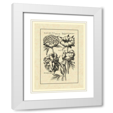 Vintage Besler II White Modern Wood Framed Art Print with Double Matting by Besler, Basilius