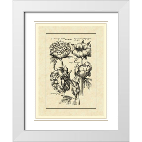 Vintage Besler II White Modern Wood Framed Art Print with Double Matting by Besler, Basilius