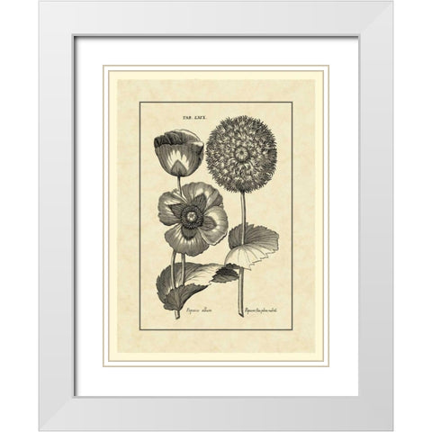 Vintage Besler III White Modern Wood Framed Art Print with Double Matting by Besler, Basilius