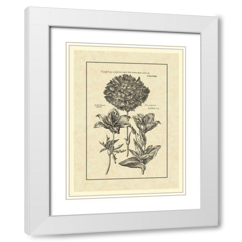 Vintage Besler IV White Modern Wood Framed Art Print with Double Matting by Besler, Basilius