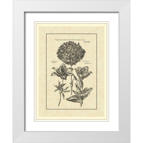Vintage Besler IV White Modern Wood Framed Art Print with Double Matting by Besler, Basilius