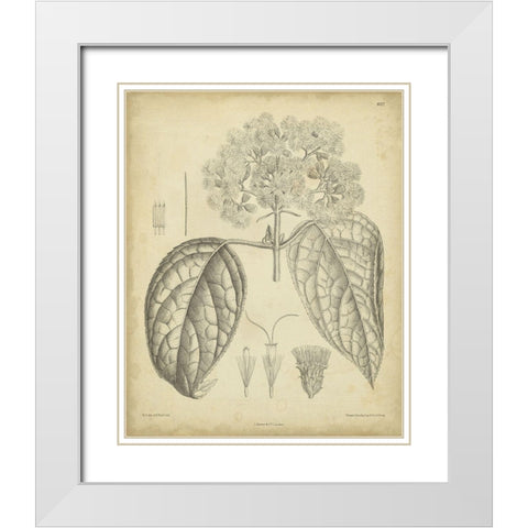 Vintage Curtis Botanical I White Modern Wood Framed Art Print with Double Matting by Curtis