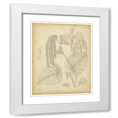 Vintage Curtis Botanical II White Modern Wood Framed Art Print with Double Matting by Curtis