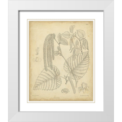 Vintage Curtis Botanical II White Modern Wood Framed Art Print with Double Matting by Curtis