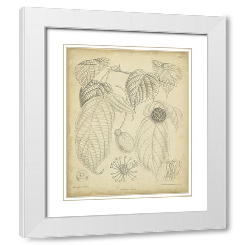 Vintage Curtis Botanical III White Modern Wood Framed Art Print with Double Matting by Curtis