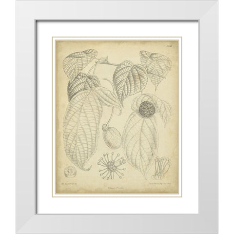 Vintage Curtis Botanical III White Modern Wood Framed Art Print with Double Matting by Curtis