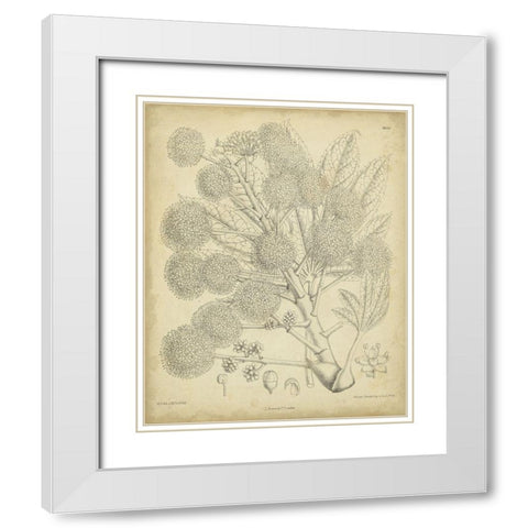 Vintage Curtis Botanical IV White Modern Wood Framed Art Print with Double Matting by Curtis