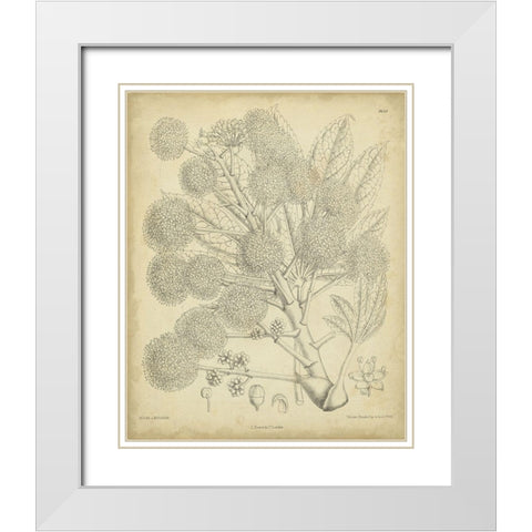 Vintage Curtis Botanical IV White Modern Wood Framed Art Print with Double Matting by Curtis