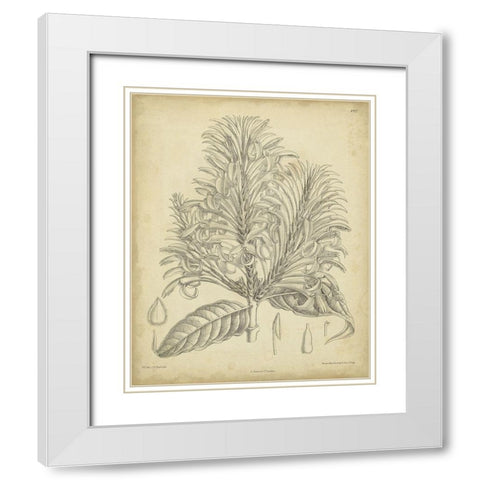 Vintage Curtis Botanical V White Modern Wood Framed Art Print with Double Matting by Curtis