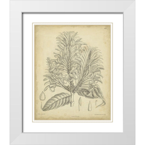 Vintage Curtis Botanical V White Modern Wood Framed Art Print with Double Matting by Curtis