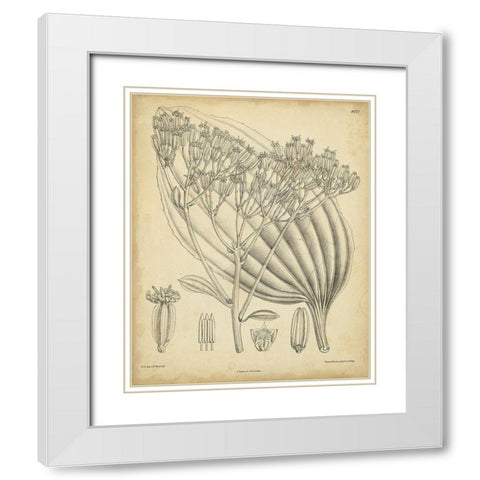 Vintage Curtis Botanical VI White Modern Wood Framed Art Print with Double Matting by Curtis