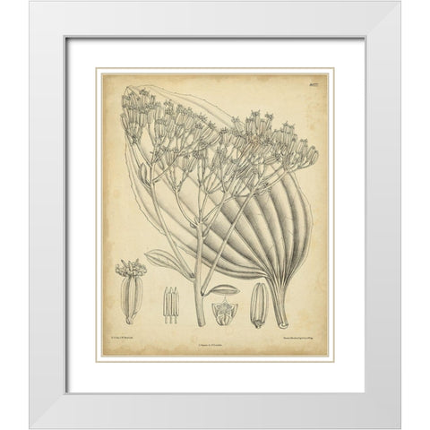 Vintage Curtis Botanical VI White Modern Wood Framed Art Print with Double Matting by Curtis
