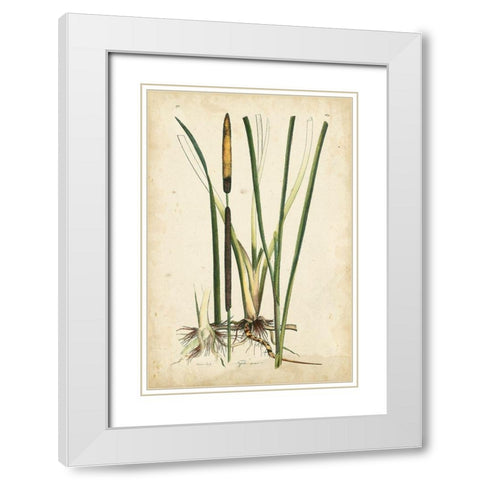 Antique Cattail II White Modern Wood Framed Art Print with Double Matting by Curtis