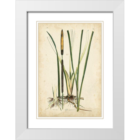 Antique Cattail II White Modern Wood Framed Art Print with Double Matting by Curtis