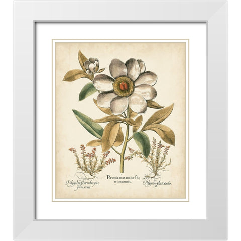 Ivory Peonies I White Modern Wood Framed Art Print with Double Matting by Besler, Basilius