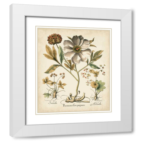 Ivory Peonies II White Modern Wood Framed Art Print with Double Matting by Besler, Basilius