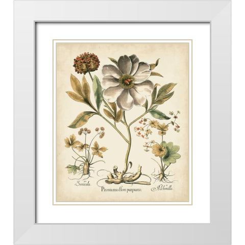 Ivory Peonies II White Modern Wood Framed Art Print with Double Matting by Besler, Basilius