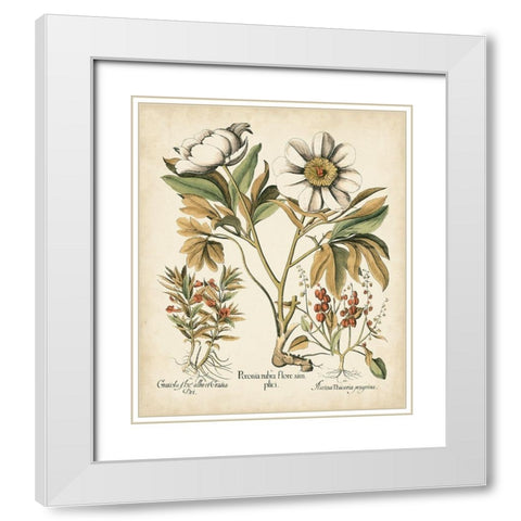 Ivory Peonies IV White Modern Wood Framed Art Print with Double Matting by Besler, Basilius