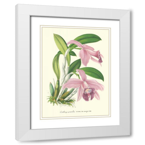 Lavender Orchids II White Modern Wood Framed Art Print with Double Matting by Stroobant, P.