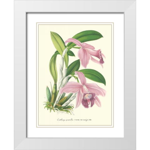 Lavender Orchids II White Modern Wood Framed Art Print with Double Matting by Stroobant, P.