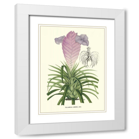 Lavender Orchids III White Modern Wood Framed Art Print with Double Matting by Stroobant, P.