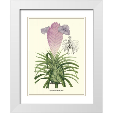 Lavender Orchids III White Modern Wood Framed Art Print with Double Matting by Stroobant, P.