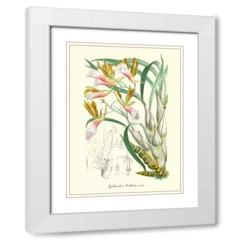 Lavender Orchids IV White Modern Wood Framed Art Print with Double Matting by Stroobant, P.