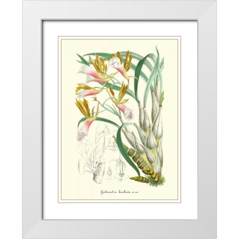 Lavender Orchids IV White Modern Wood Framed Art Print with Double Matting by Stroobant, P.