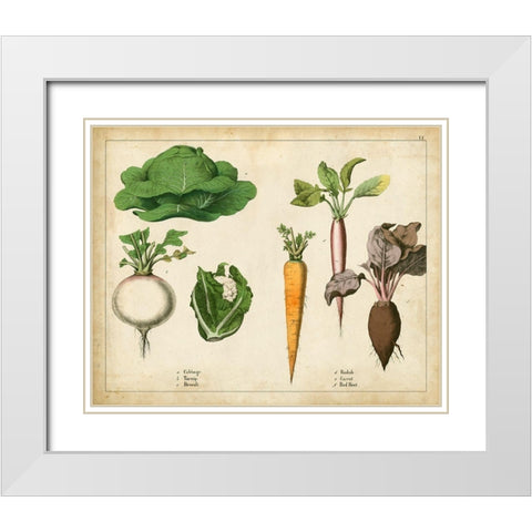 Kitchen Vegetables and Roots I White Modern Wood Framed Art Print with Double Matting by Unknown