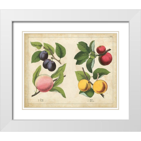 Kitchen Fruits I White Modern Wood Framed Art Print with Double Matting by Unknown