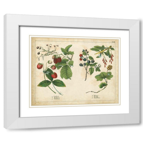 Kitchen Fruits II White Modern Wood Framed Art Print with Double Matting by Unknown