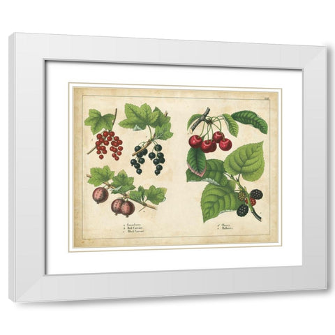 Kitchen Fruits III White Modern Wood Framed Art Print with Double Matting by Unknown