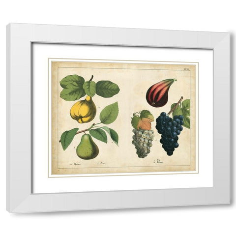 Kitchen Fruits IV White Modern Wood Framed Art Print with Double Matting by Unknown