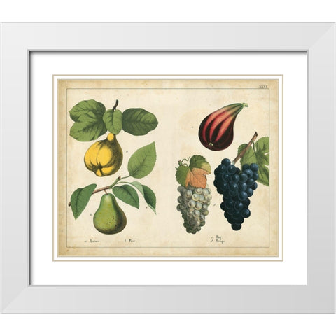 Kitchen Fruits IV White Modern Wood Framed Art Print with Double Matting by Unknown