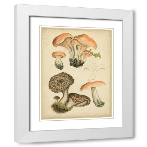 Antique Mushrooms I White Modern Wood Framed Art Print with Double Matting by Furrer, H.