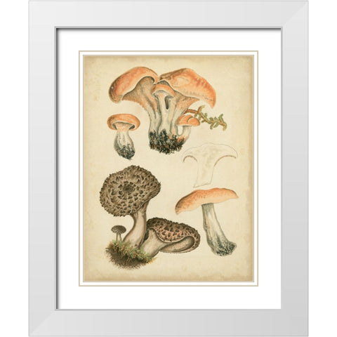 Antique Mushrooms I White Modern Wood Framed Art Print with Double Matting by Furrer, H.
